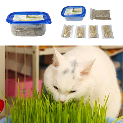 Green Digestive Cat Grass Seeds Foliage Plant Seeds Wheat Grass Seed Bonsai Grass Wholesale 1 Set
