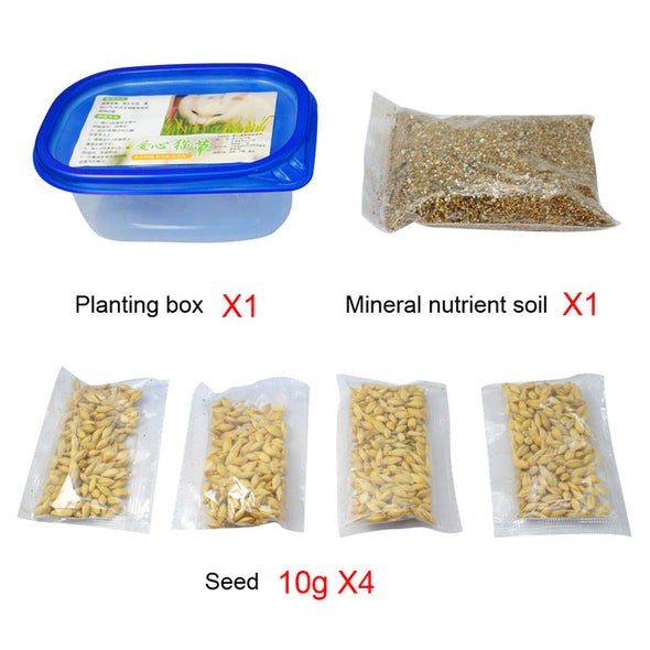 Green Digestive Cat Grass Seeds Foliage Plant Seeds Wheat Grass Seed Bonsai Grass Wholesale 1 Set